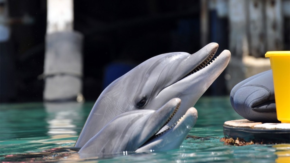 Eilat06_dolphinsы